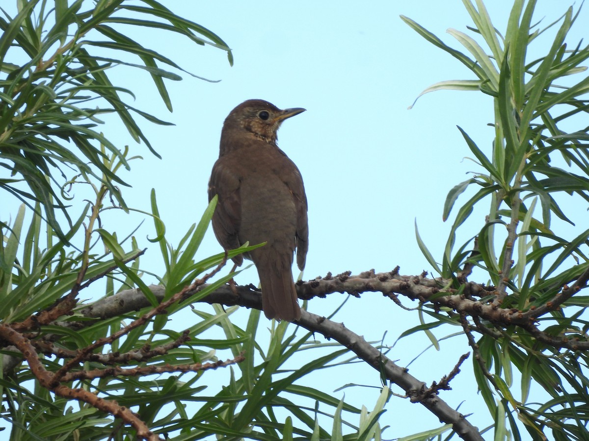 Song Thrush - ML638249226
