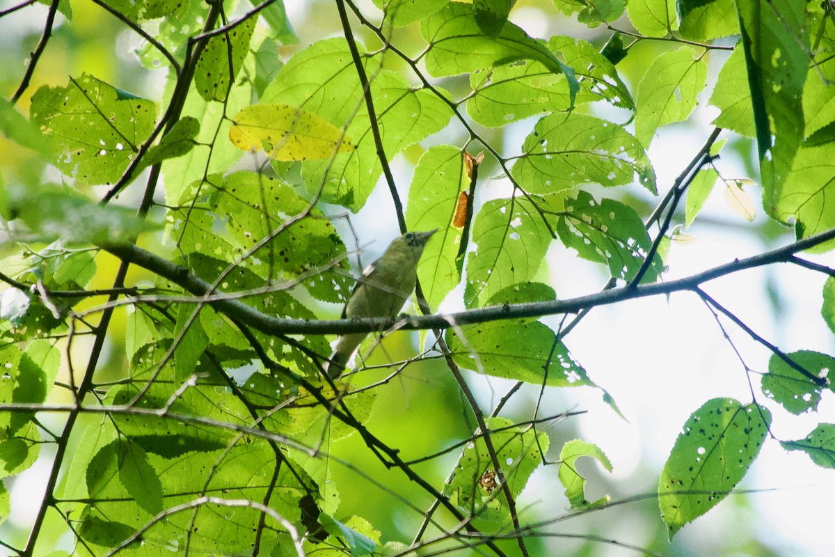 Bay-breasted Warbler - ML638249229