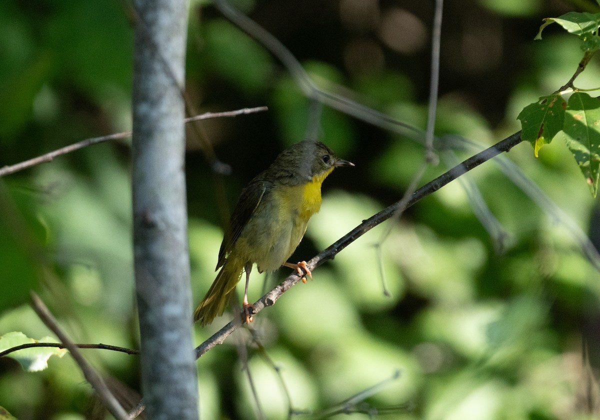 lesňáček žlutohrdlý - ML638249230