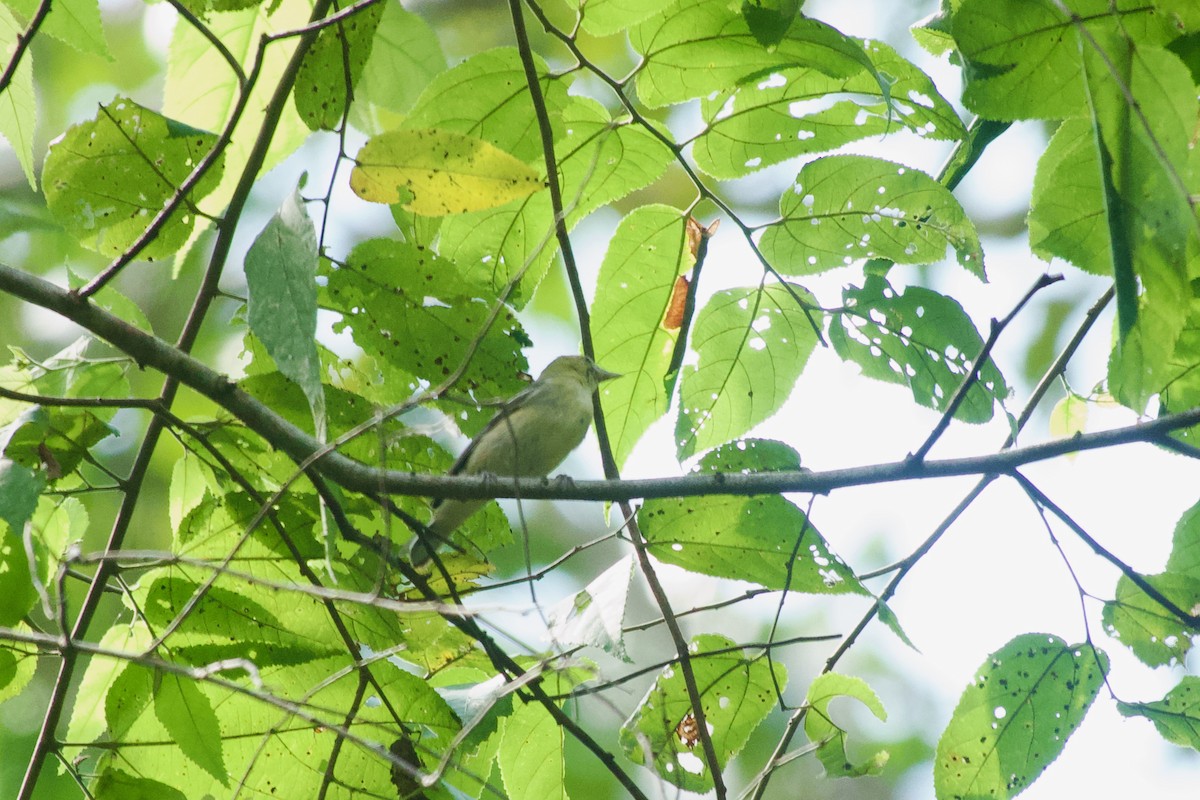 Bay-breasted Warbler - ML638249244