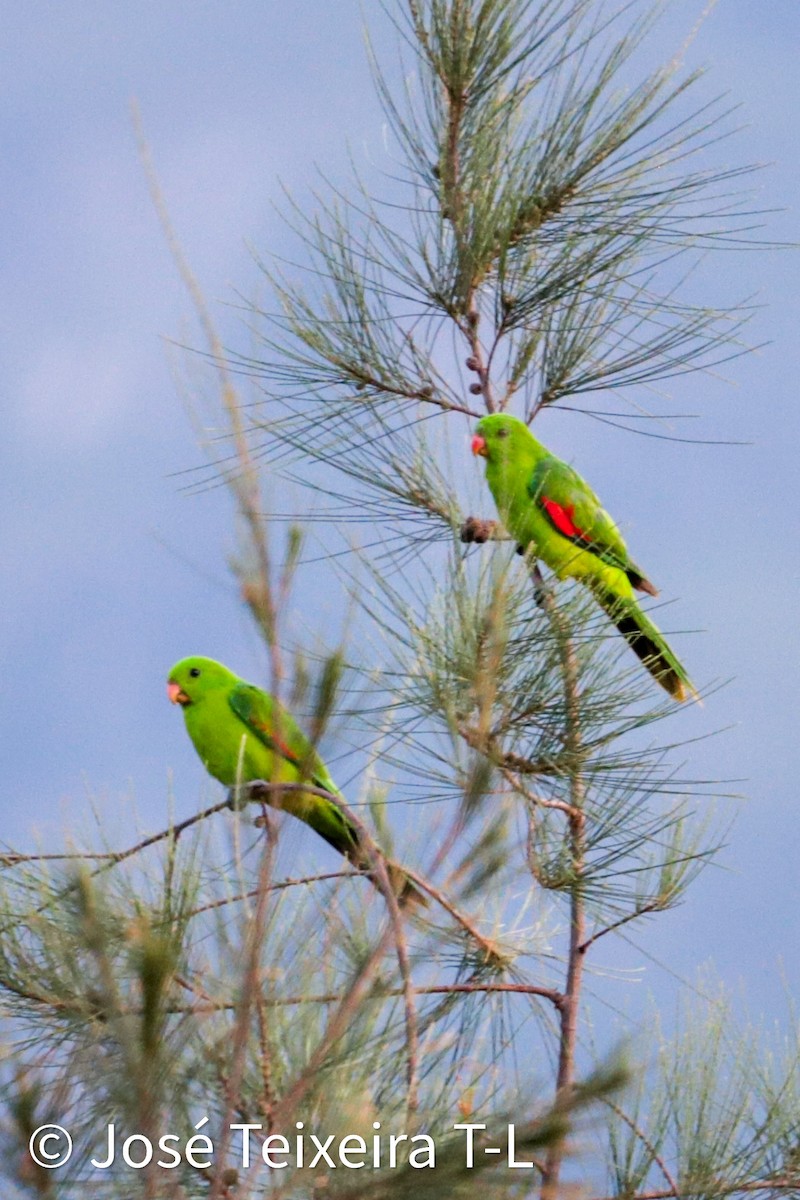 Olive-shouldered Parrot - ML638249256