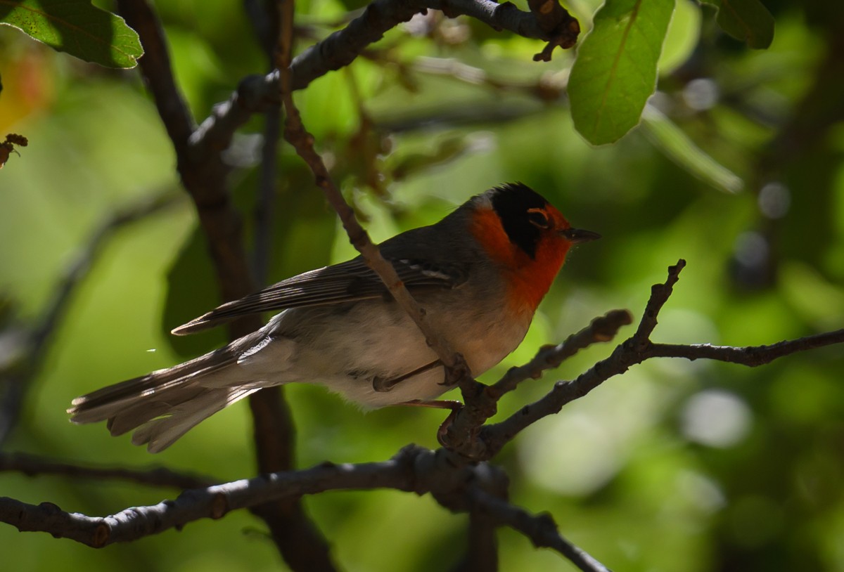 Red-faced Warbler - ML638249258