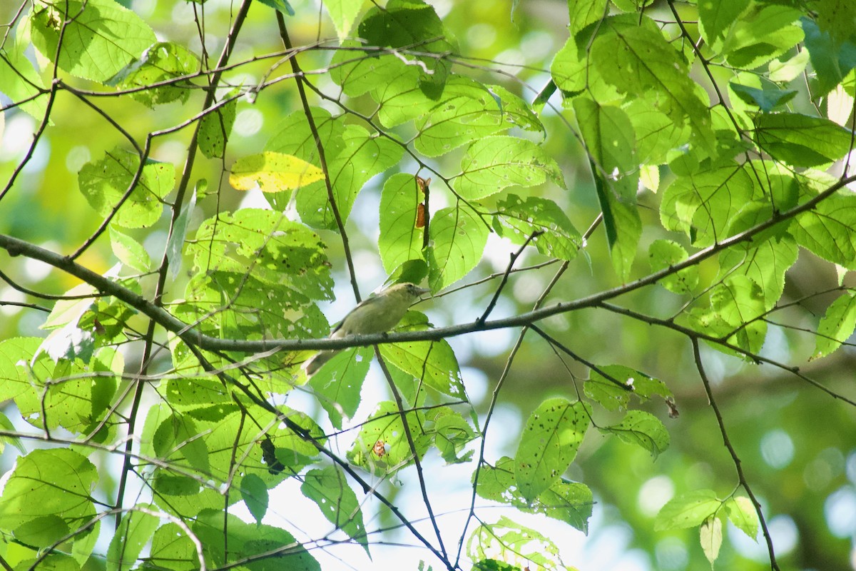 Bay-breasted Warbler - ML638249269