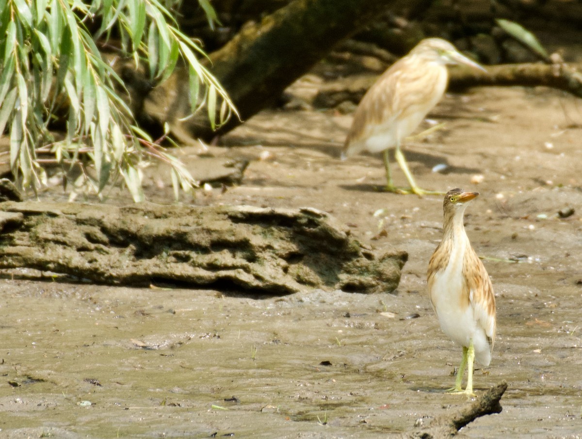 Squacco Heron - ML638249285