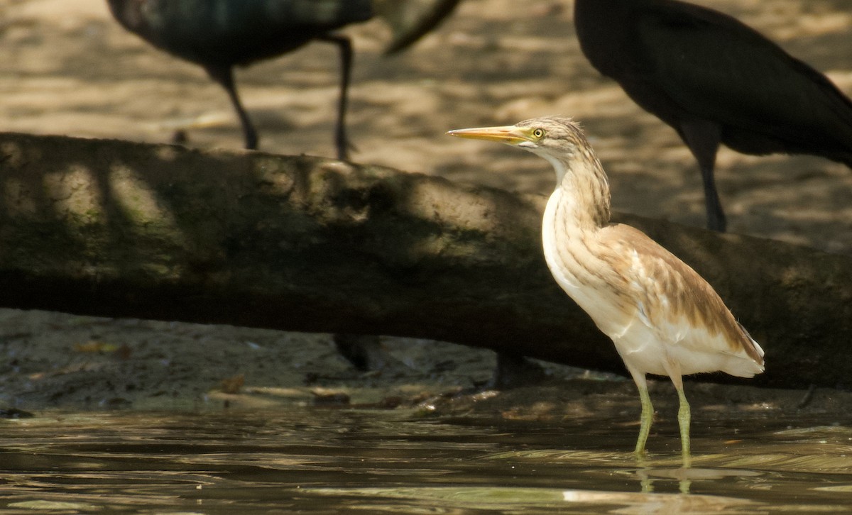 Squacco Heron - ML638249293