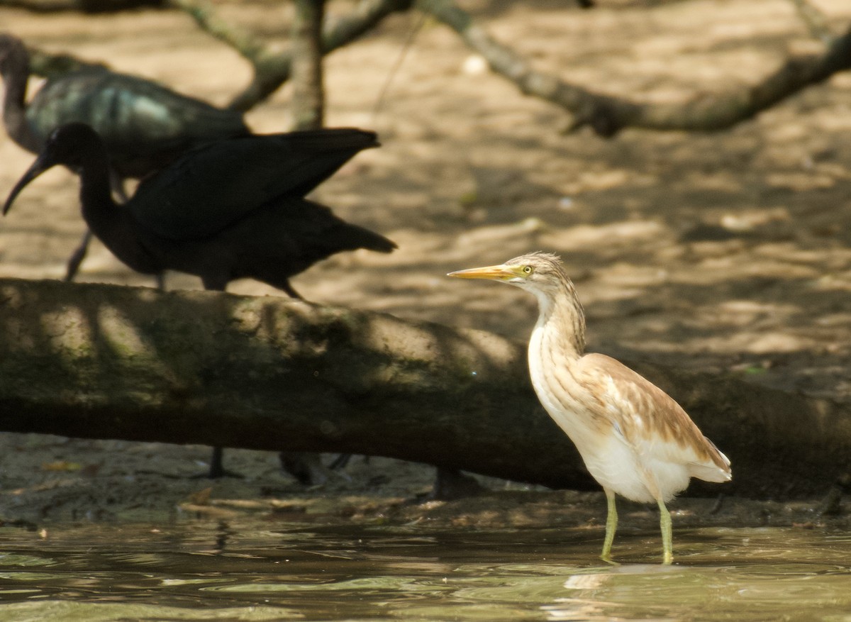 Squacco Heron - ML638249296