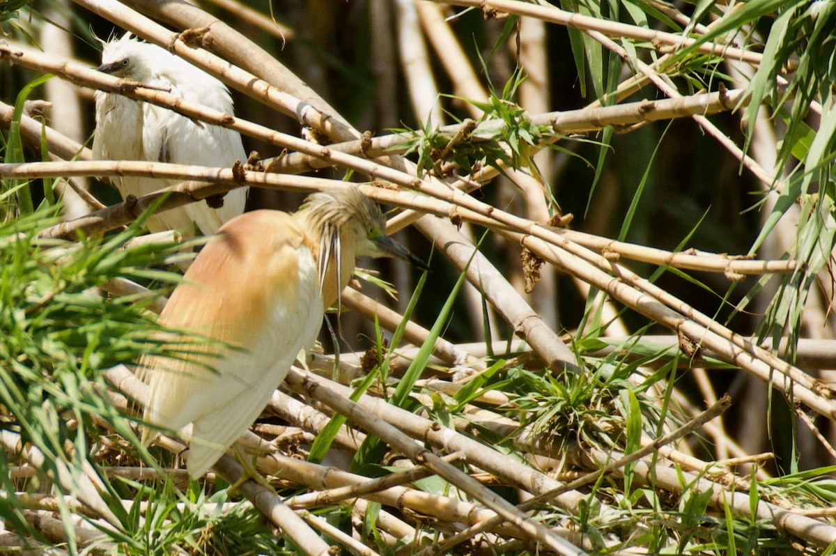 Squacco Heron - ML638249301