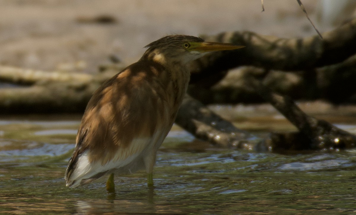 Squacco Heron - ML638249302