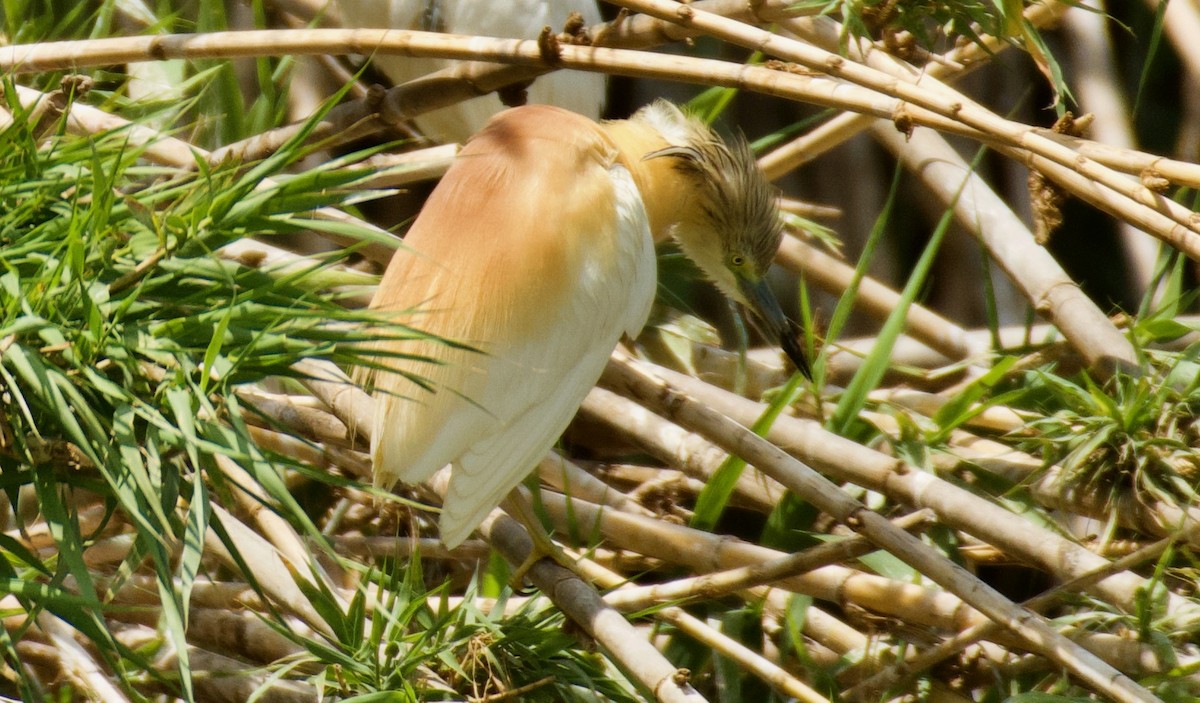 Squacco Heron - ML638249303