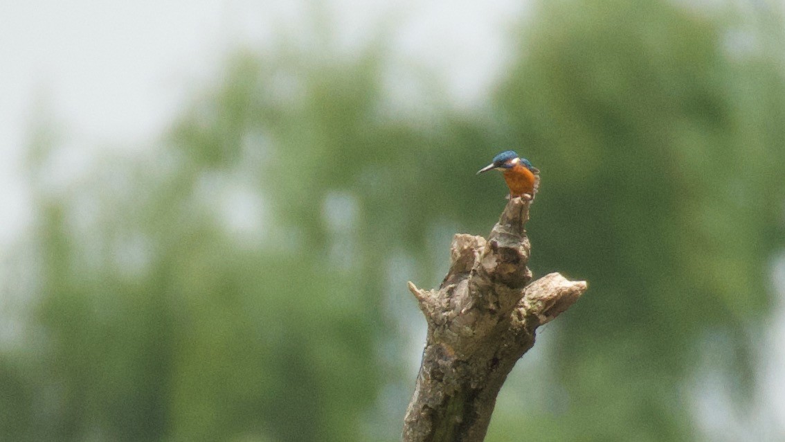 Common Kingfisher - ML638249325