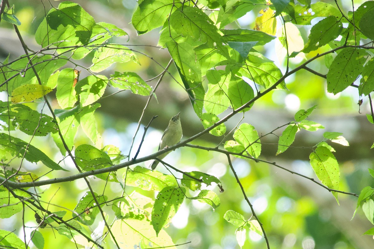 Bay-breasted Warbler - ML638249333