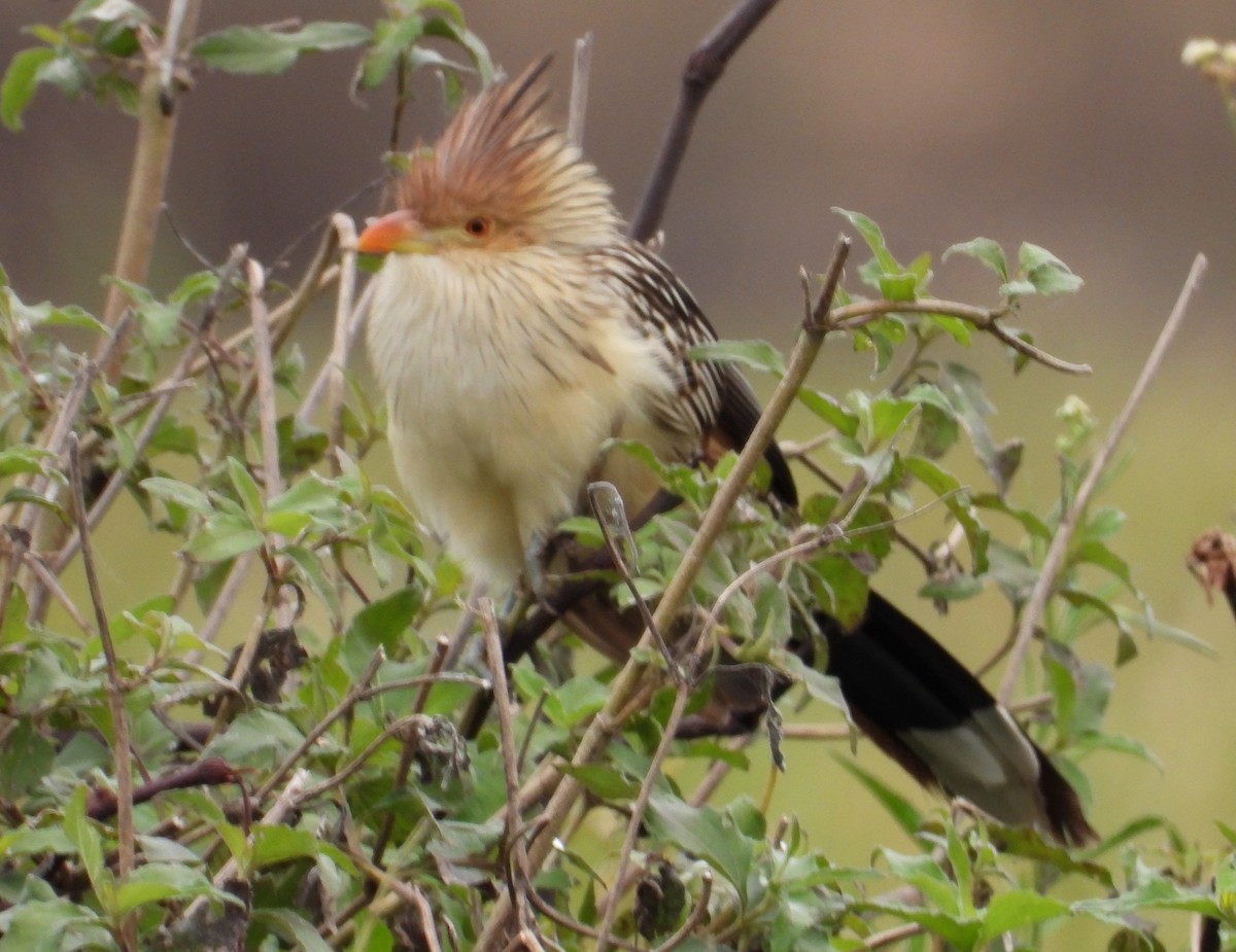 Guira Cuckoo - ML638249335