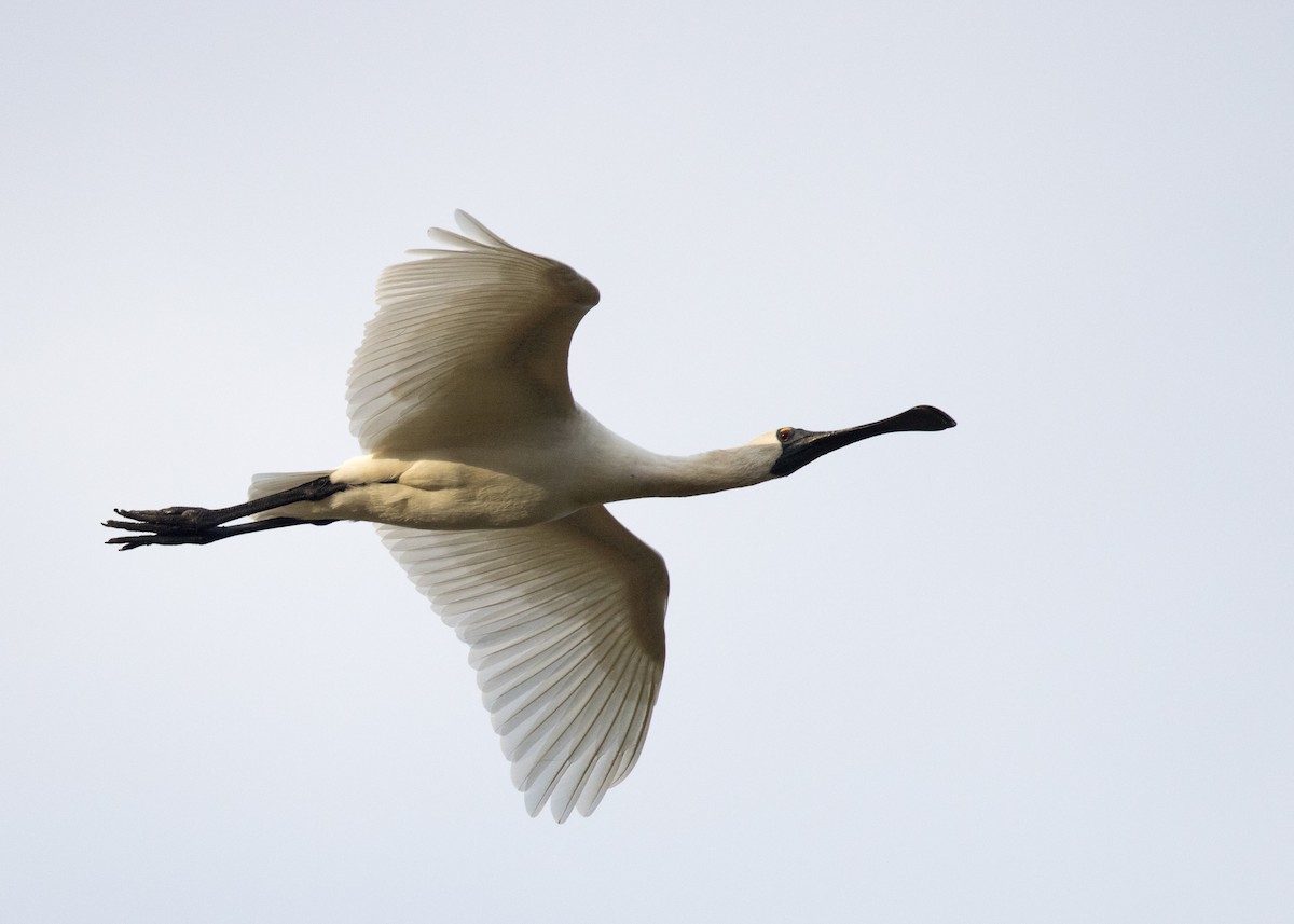 Royal Spoonbill - ML638249339