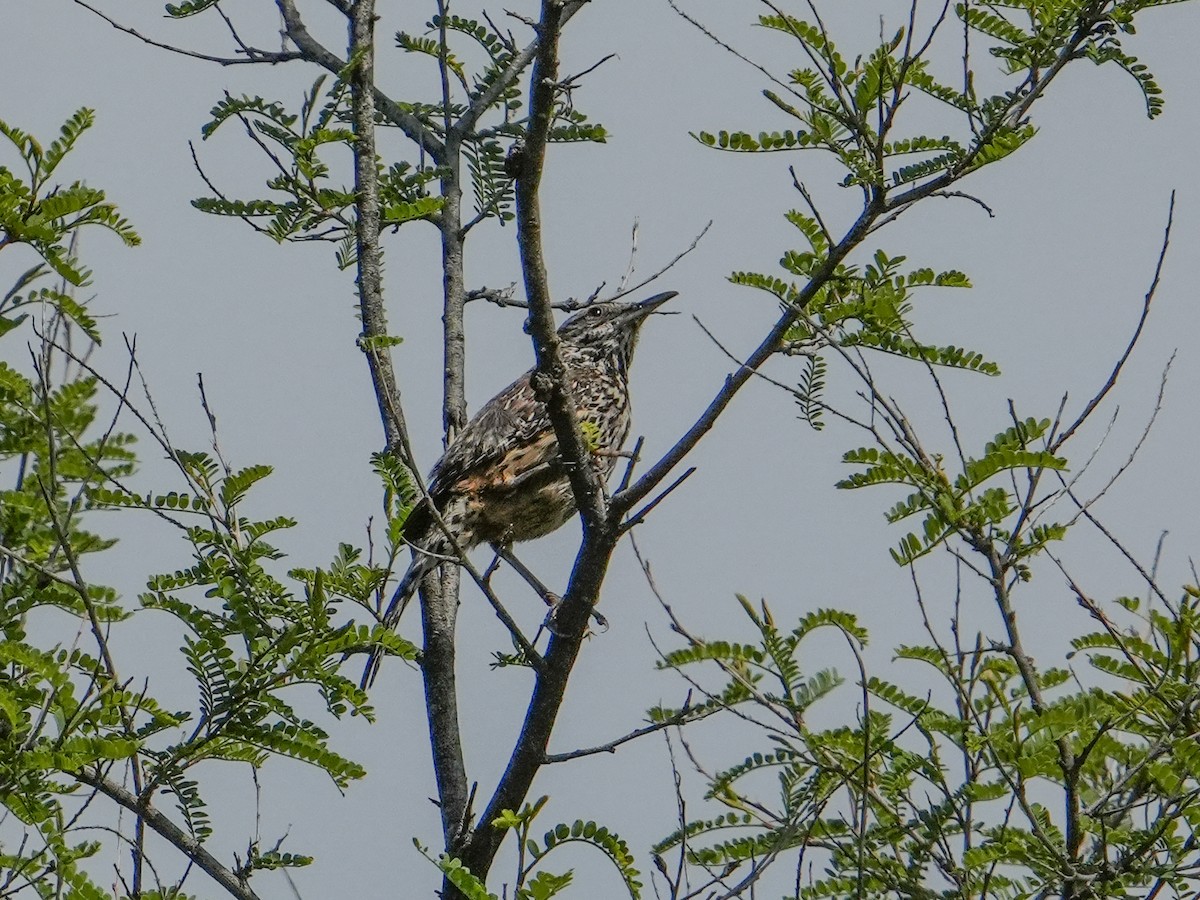 Cactus Wren - ML638249343