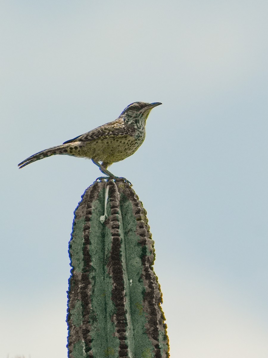 Cactus Wren - ML638249345