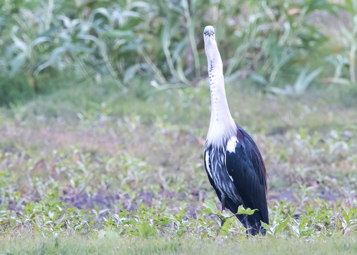 Pacific Heron - ML638249383