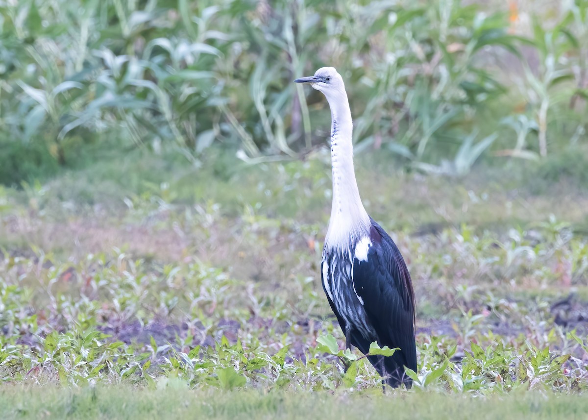 Pacific Heron - ML638249384