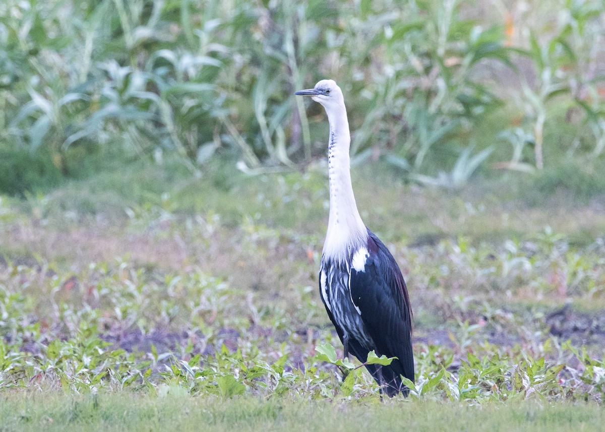 Pacific Heron - ML638249387