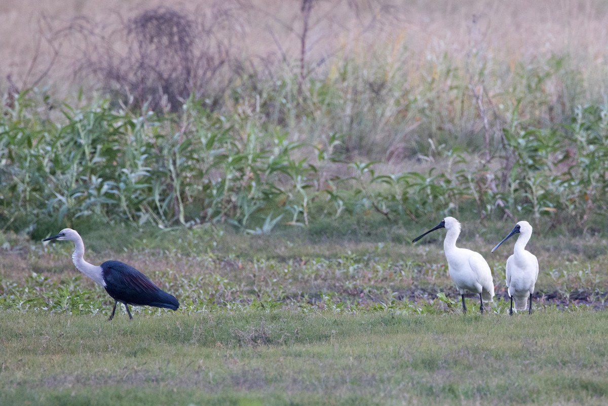 Pacific Heron - ML638249388