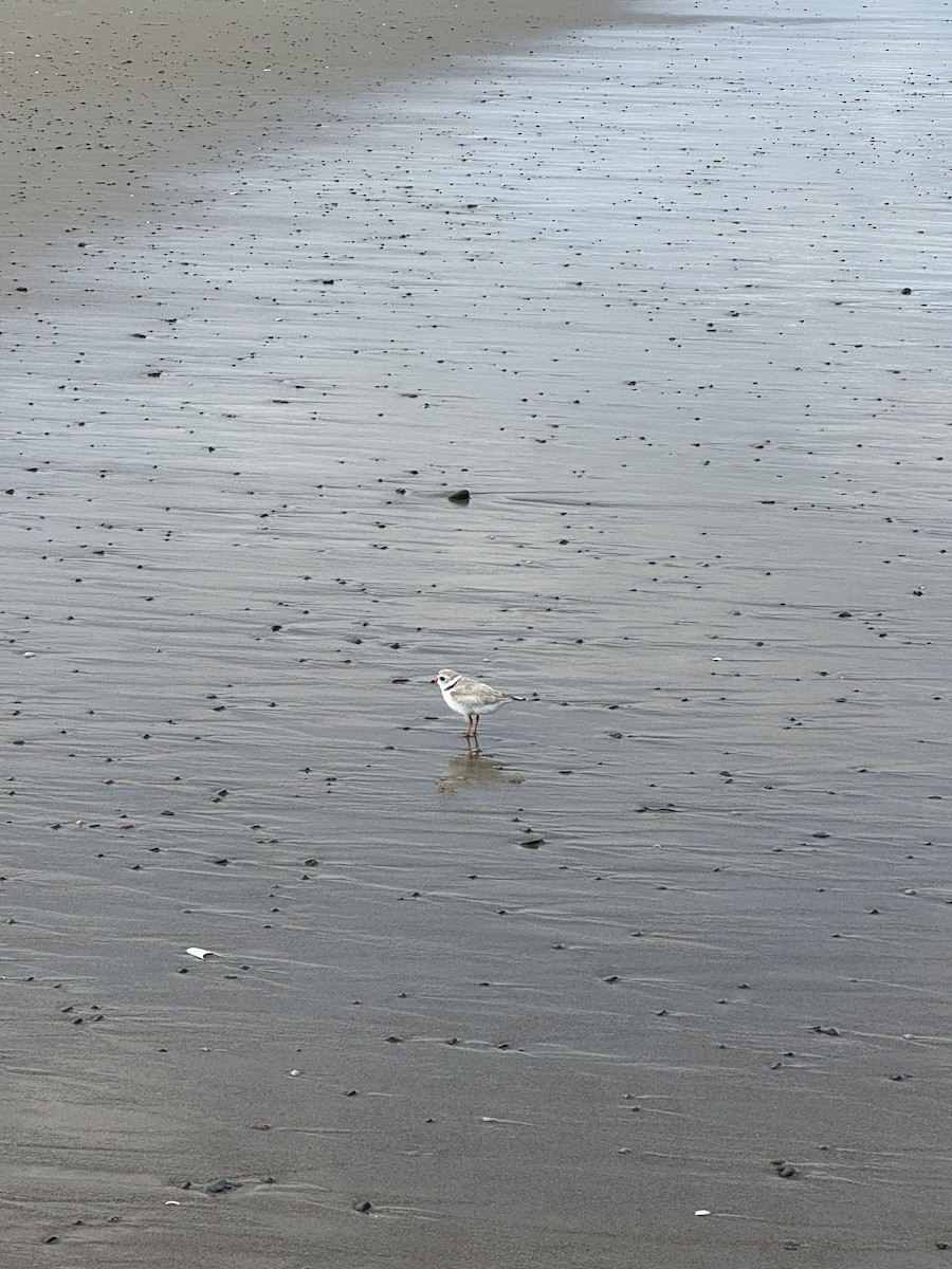 Piping Plover - ML638249412
