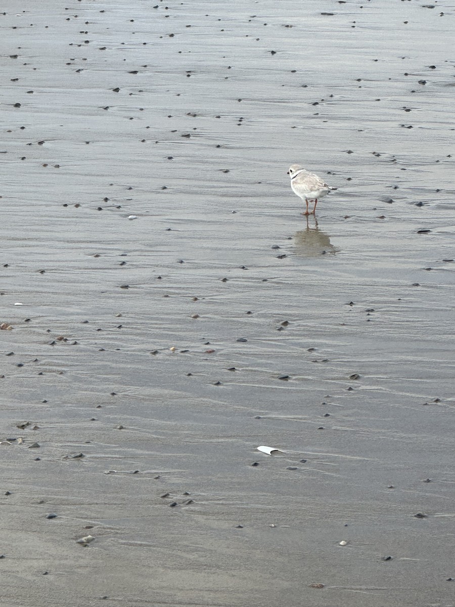 Piping Plover - ML638249414