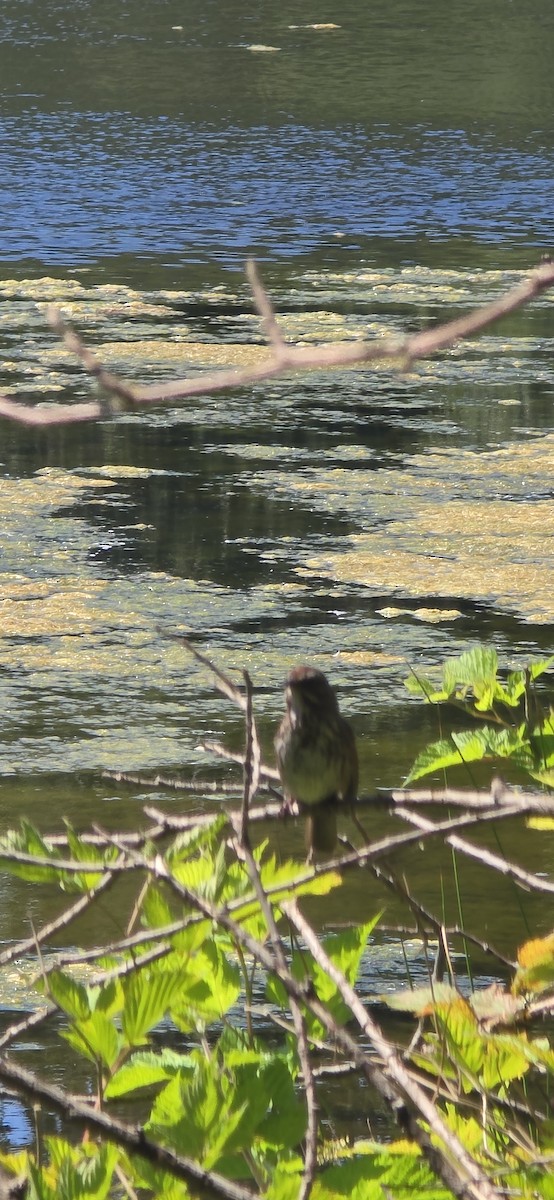 Chingolo Cantor - ML638249428