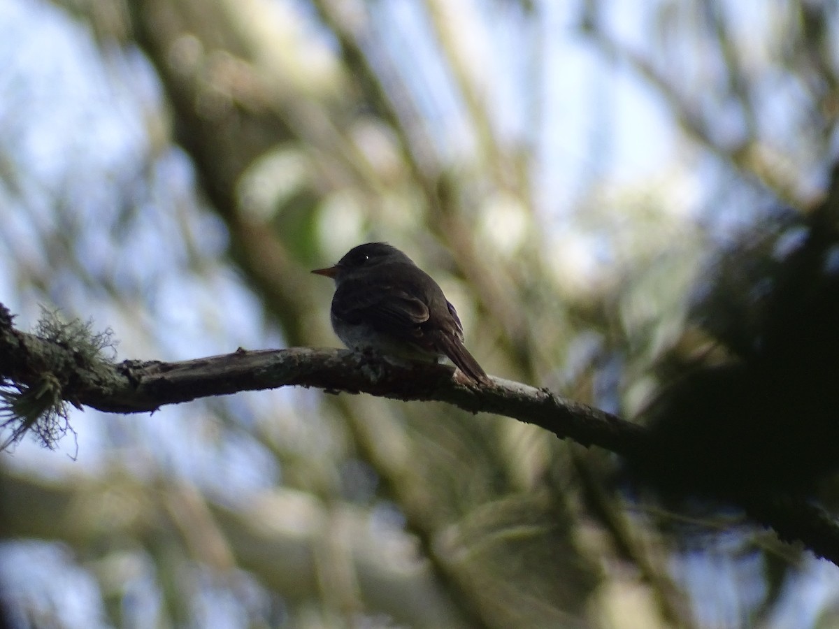 Southern Tropical Pewee - ML638249433