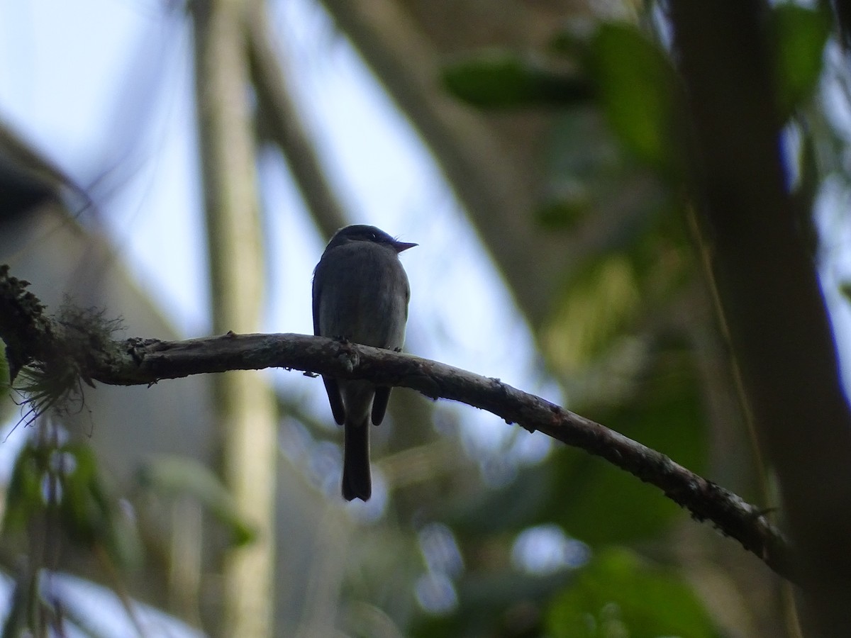 Southern Tropical Pewee - ML638249434