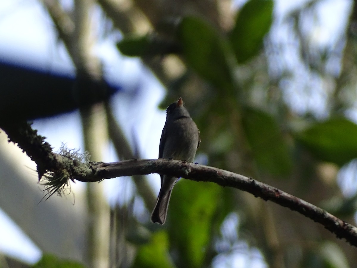 Southern Tropical Pewee - ML638249435