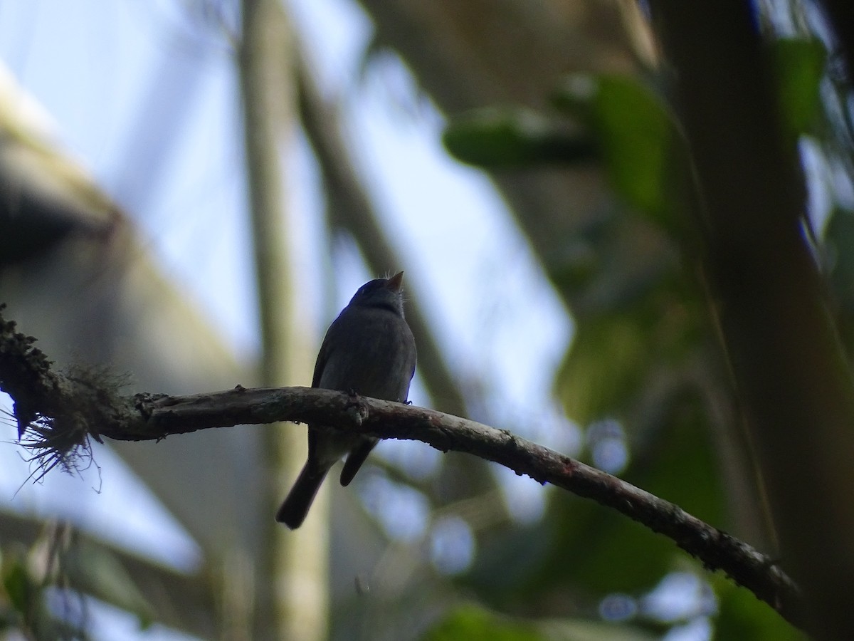 Southern Tropical Pewee - ML638249436