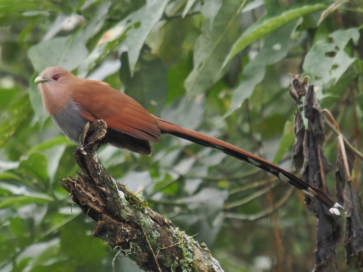Cuco Ardilla Común - ML638249451