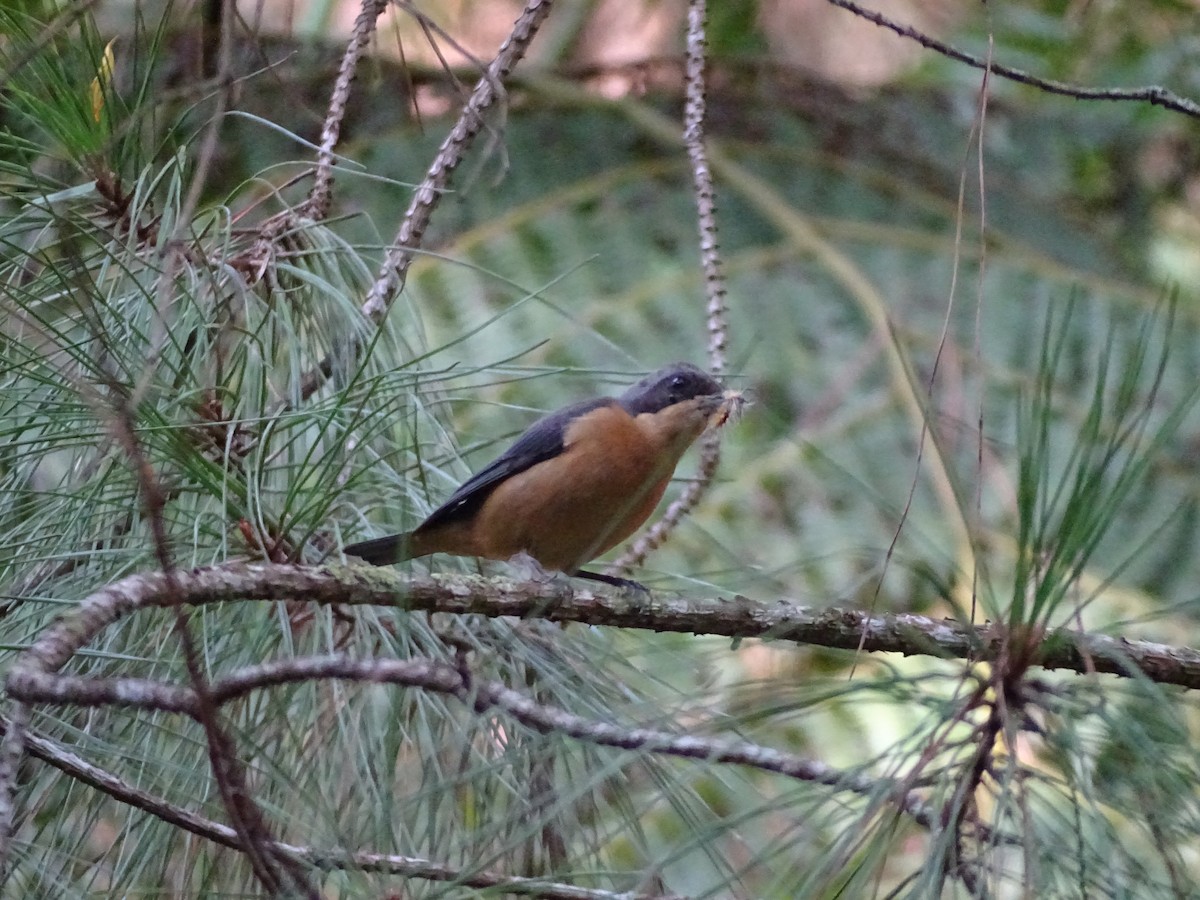 Fawn-breasted Tanager - ML638249455