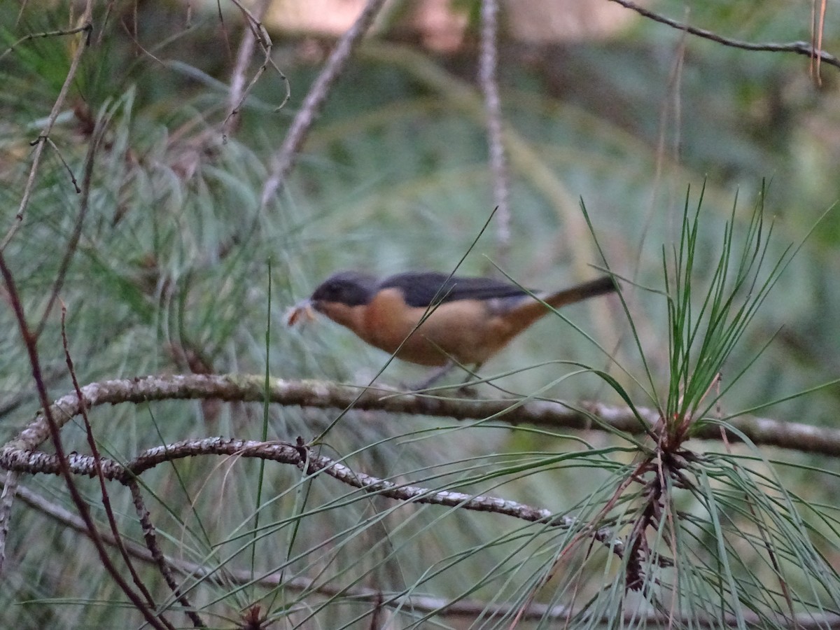 Fawn-breasted Tanager - ML638249456