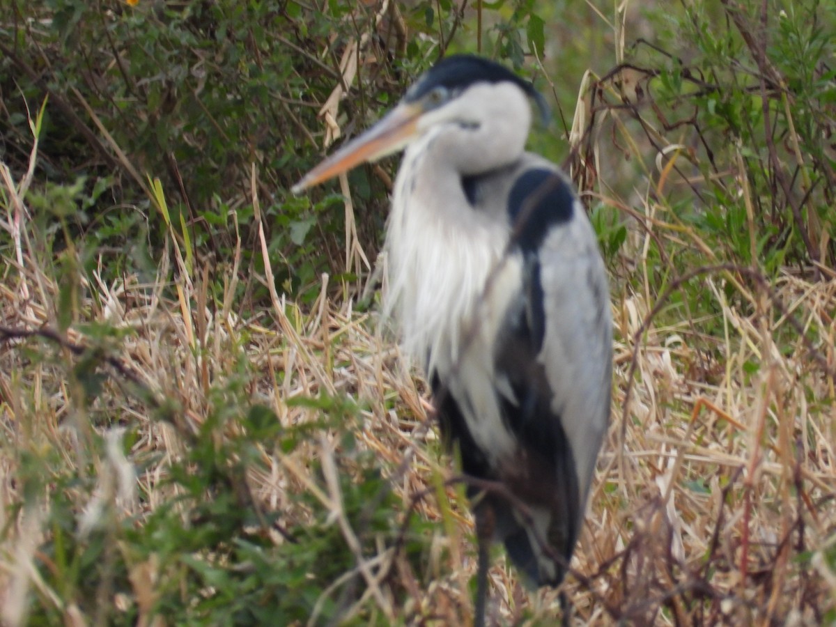 Cocoi Heron - ML638249458