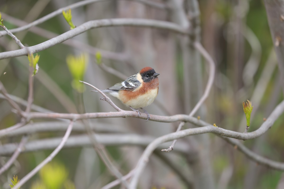Bay-breasted Warbler - ML638249463