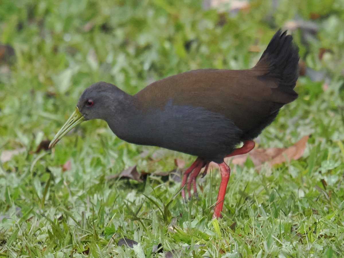 Blackish Rail - ML638249467