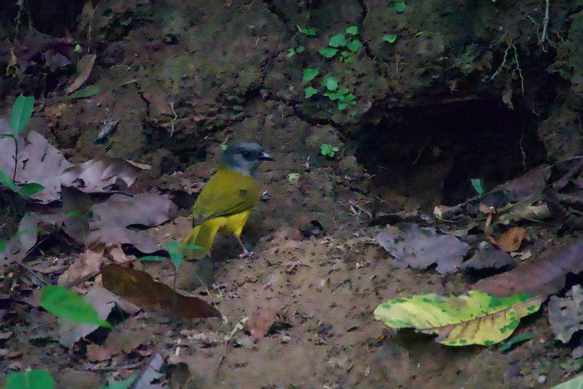Gray-headed Tanager - ML638249468