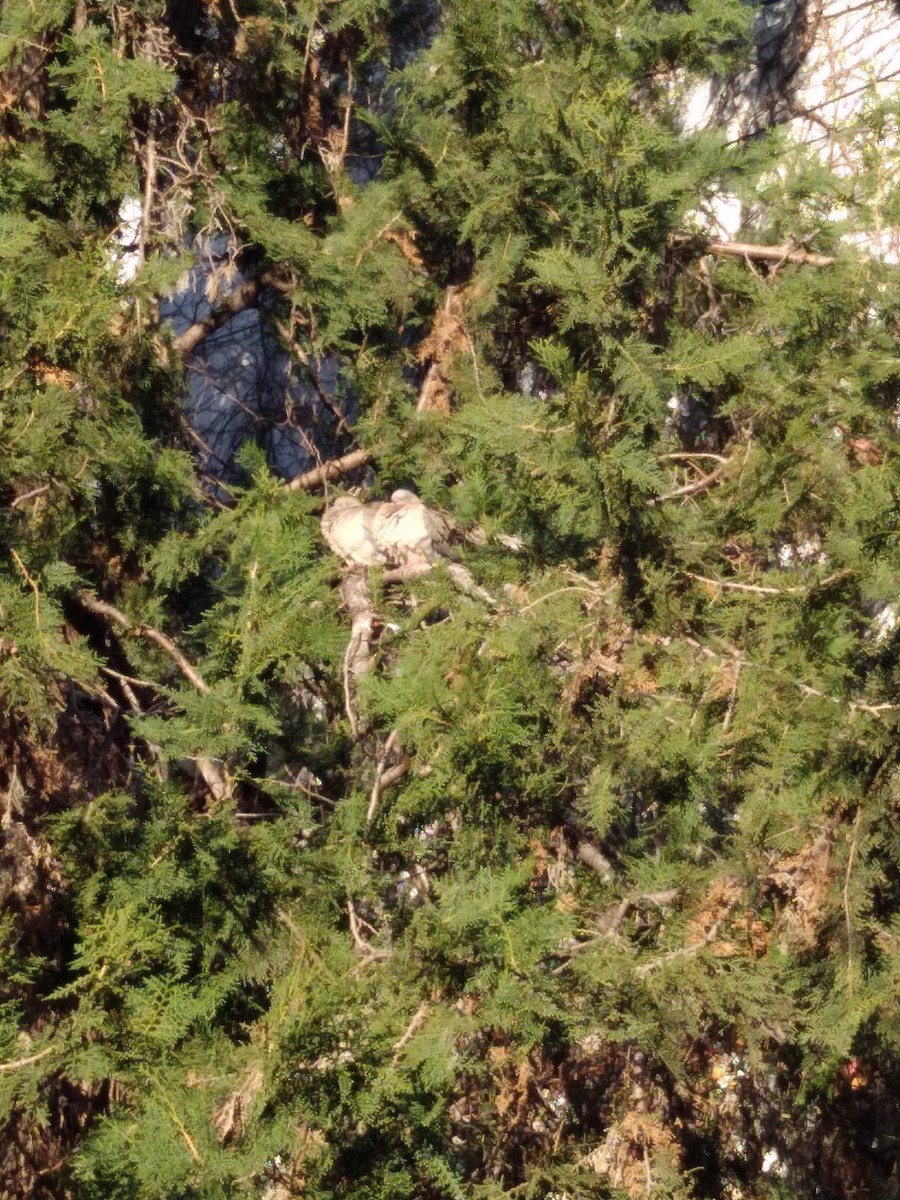 Eared Dove - ML638249479