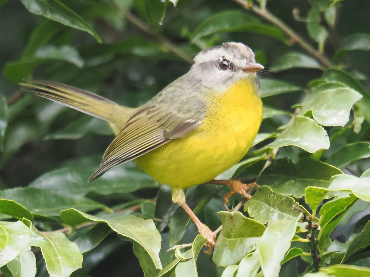 Reinita Coronidorada - ML638249480