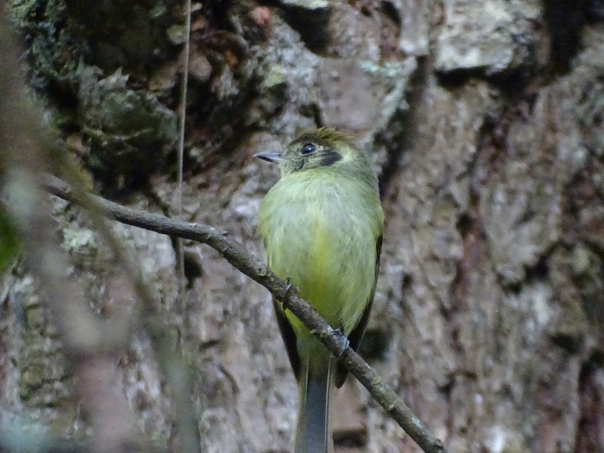 Sepia-capped Flycatcher - ML638249487
