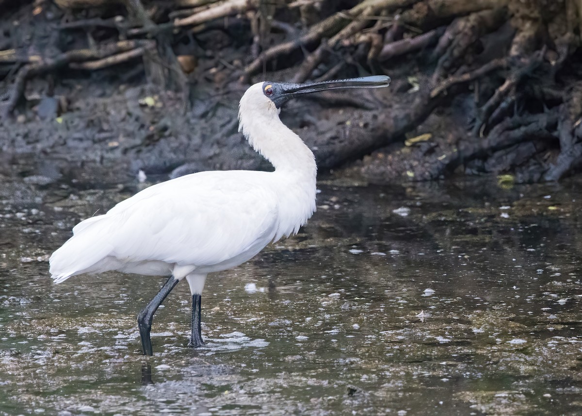 Royal Spoonbill - ML638249493