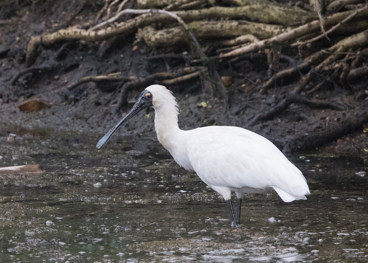 Royal Spoonbill - ML638249494
