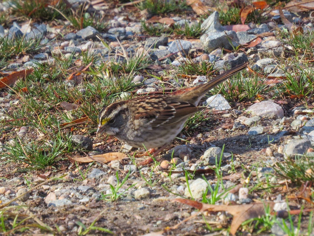 White-throated Sparrow - ML638249502