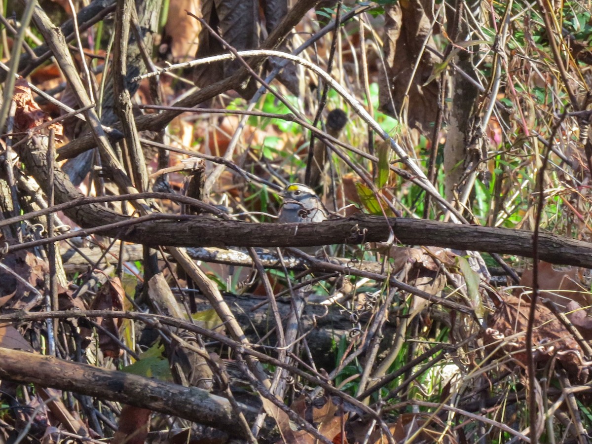 White-throated Sparrow - ML638249503