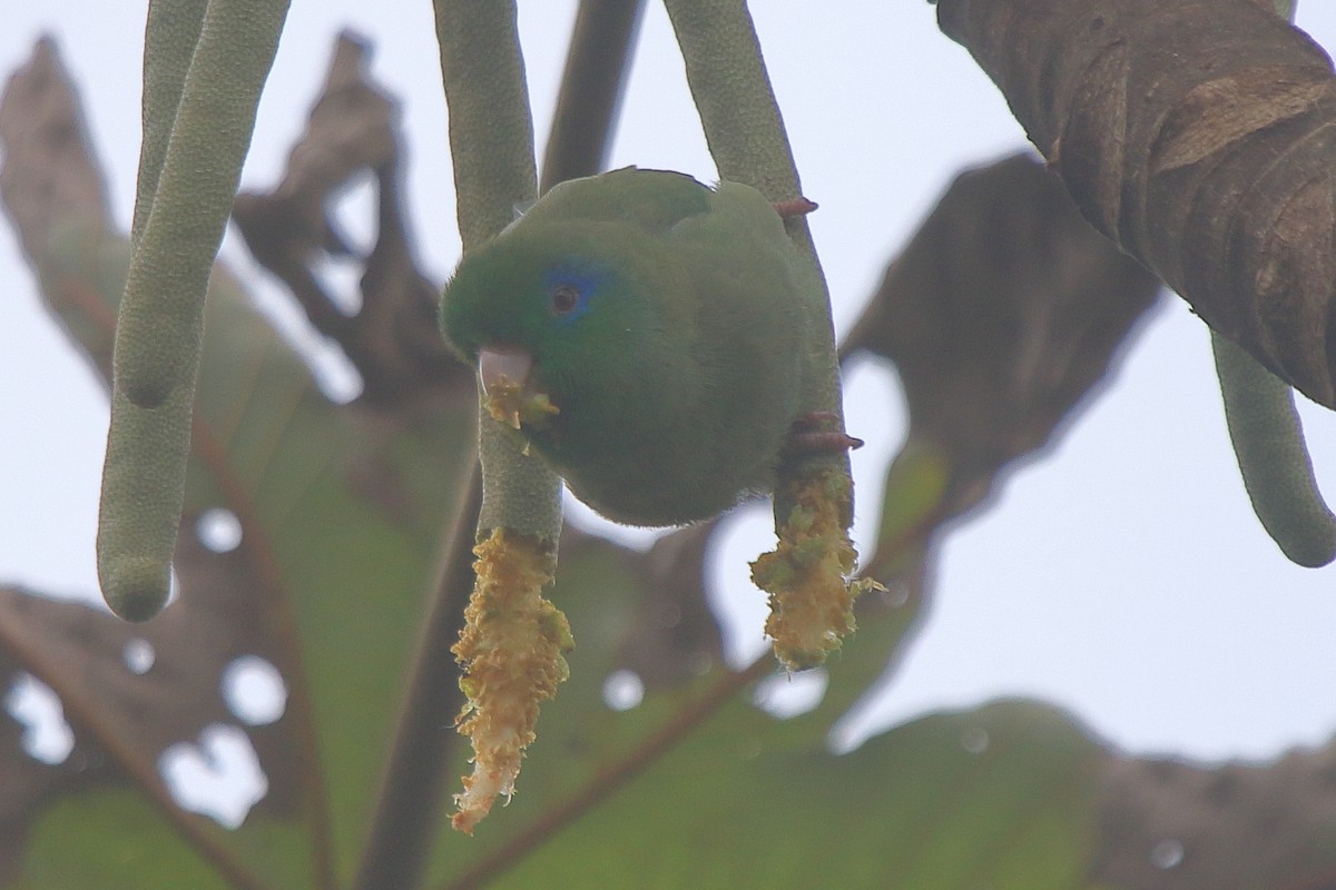 Spectacled Parrotlet - ML638249506