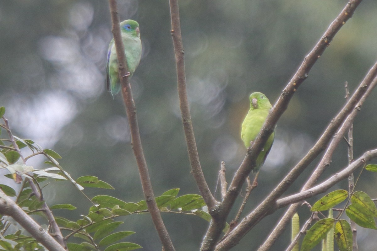 Spectacled Parrotlet - ML638249507