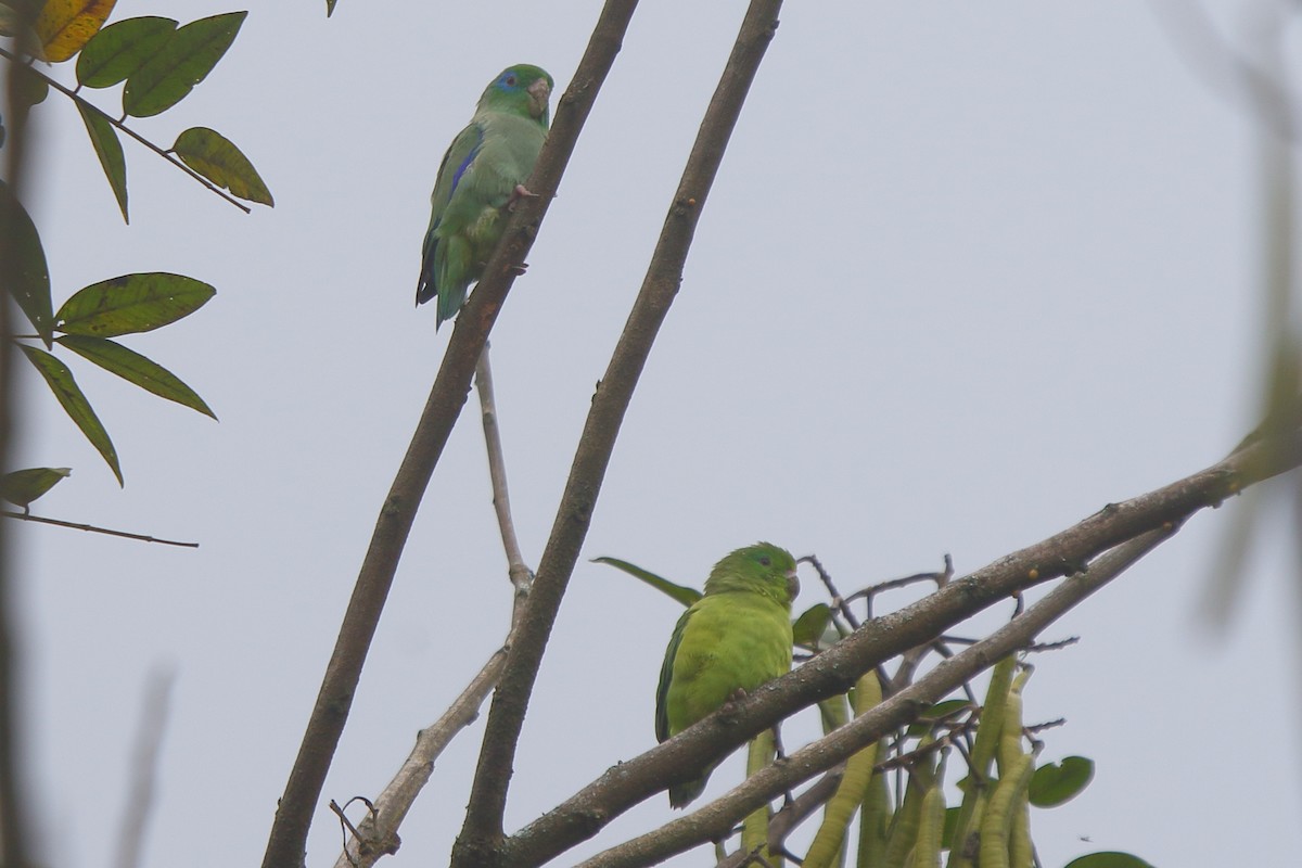 Spectacled Parrotlet - ML638249509