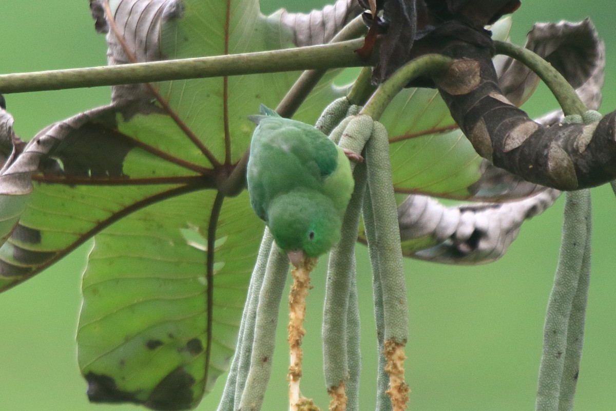 Spectacled Parrotlet - ML638249510