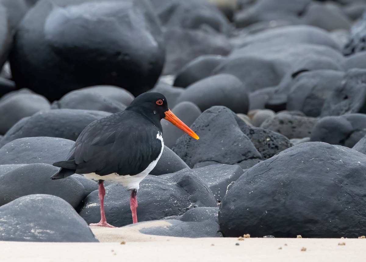Pied Oystercatcher - ML638249512