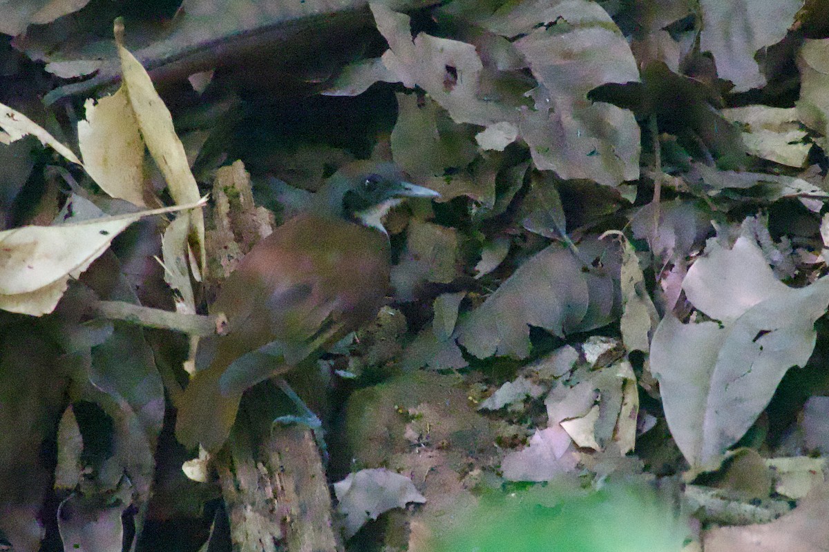 Bicolored Antbird - ML638249514